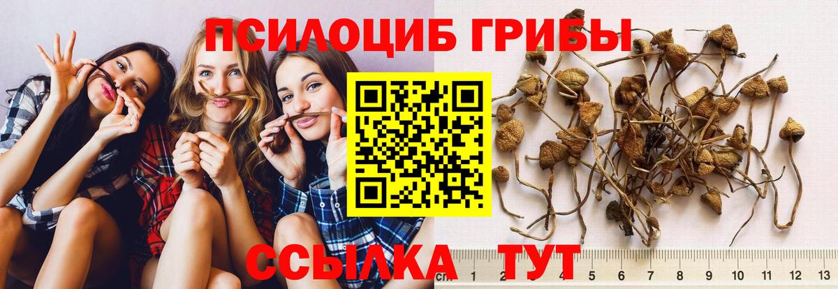 Аргун  Галлюциногенные грибы GOLDEN TEACHER  дарнет шоп  Вход с VPN  Псилоцибиновые грибы Psilocybe 